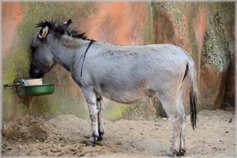 Asininos e as principais características dos animais de carga