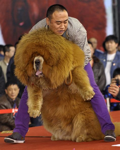 Tibetan mastiff attack stirs debate about dangers of ‘world’s most expensive dog’ | South China ...