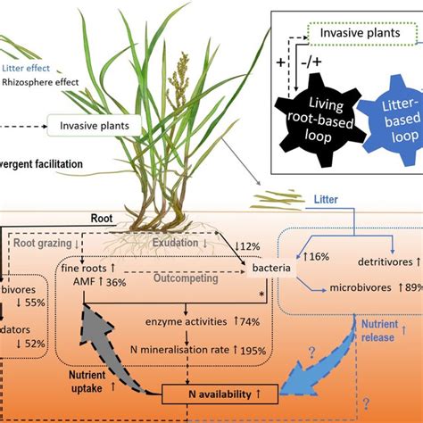 Invasive plants differentially affect soil biota through litter and rhizosphere pathways: a meta ...