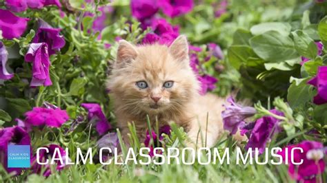 Relaxing Music For Classroom Work - Cute Kittens - Calm classroom music ...