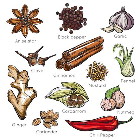 Free Vector | Indian Spices Herbs Set