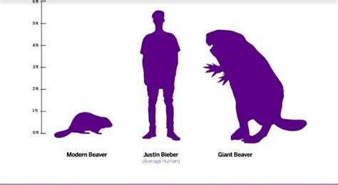 Why super-sized beavers went extinct | Earth | EarthSky