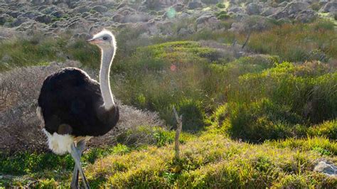 Aruba Ostrich Farm - Things to do in Aruba | GETTING STAMPED