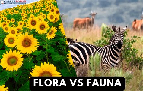 Difference Between Flora and Fauna