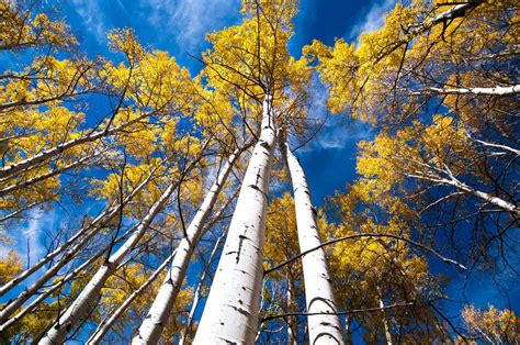 Lend your ear to Pando: the tree as large as a forest