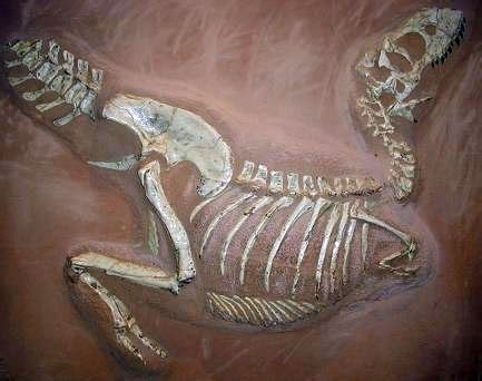 Tarbosaurus – Wikipedia