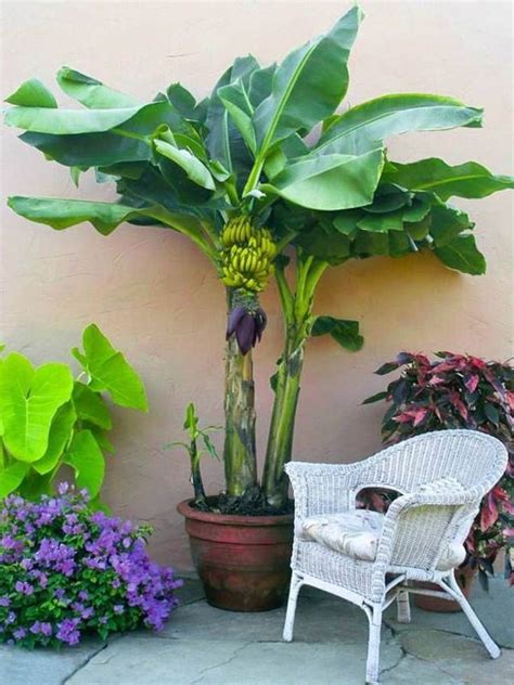 Las mejores frutas para cultivar en macetas | Grow banana tree, Potted trees, Growing plants