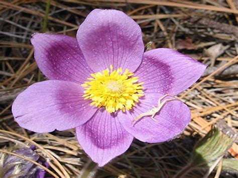 Pasque Flower | Lolo National Forest, Montana | Forest Service Northern Region | Flickr