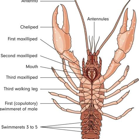 15 Different Types of Lobster – Nayturr