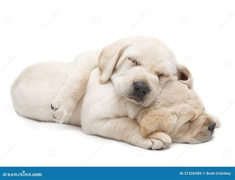 Sleeping Labrador puppies stock image. Image of cuddle - 31526589