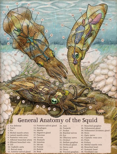 Squid Anatomy by Banvivirie on DeviantArt