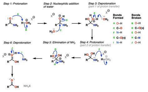 Acidic Hydrolysis of an Amide Produces Which of the Following ...