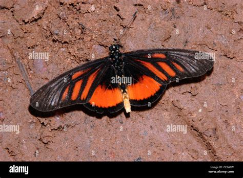 Butterfly (Acraea orina : Acraeidae) puddling in rainforest, Ghana Stock Photo - Alamy