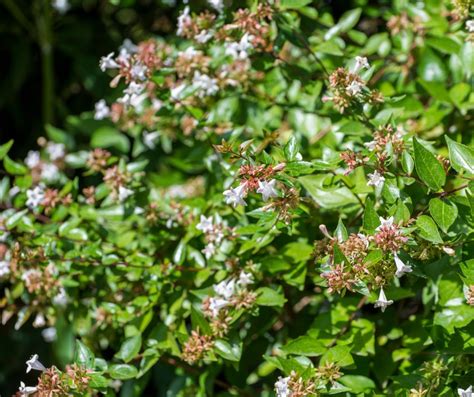 Abelia Plant Care and Growing Guide - Gardening Den