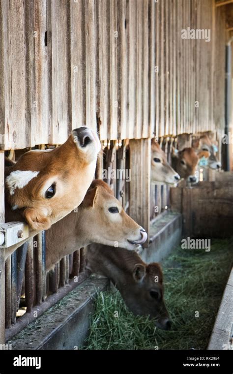 dairy cows eating alfalfa in barn Stock Photo - Alamy