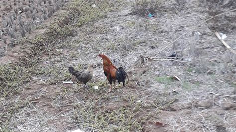 ayam hutan jantan dan betina beserta anaknya - YouTube