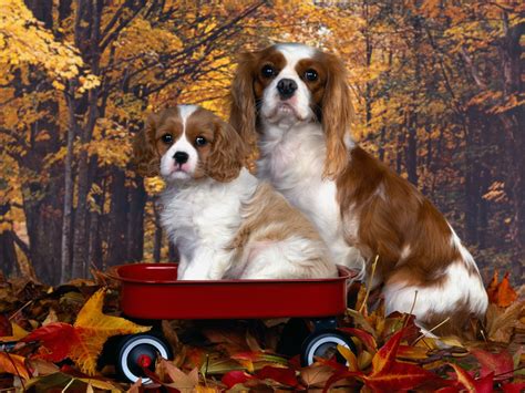 Cute Puppy Dogs: king charles spaniel puppies