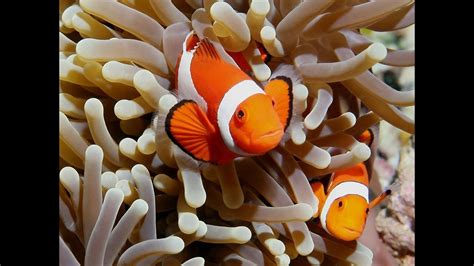 Ocellaris Clownfish (Care Guide) - YouTube