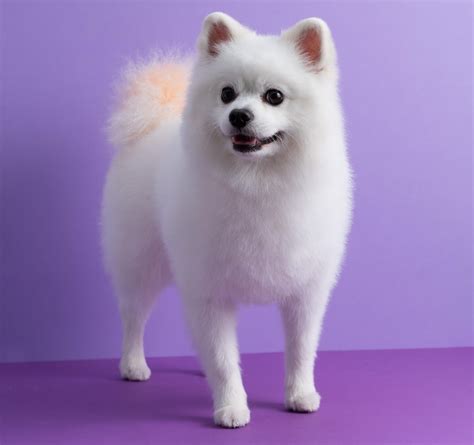 25 Awesome Pomeranian Haircuts to Try Today (With Pictures) – Pet Arenas