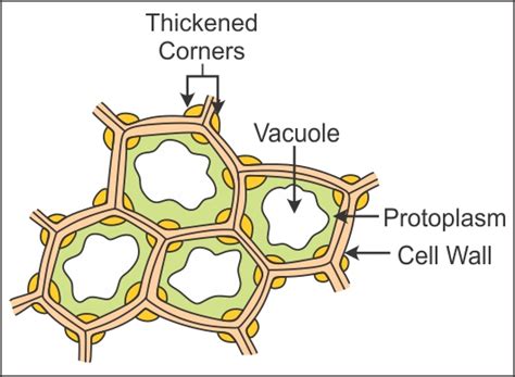 (a) Write the location and function of collenchyma tissue. (b) Draw a diagram of collenchyma ...