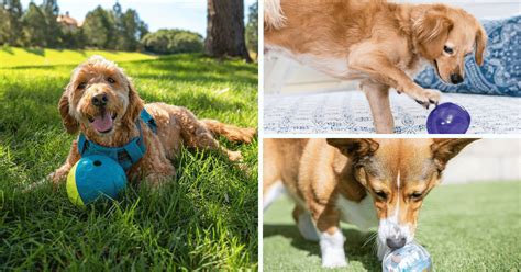 Top 5 Dog Treat Dispensers For Happy Pups!