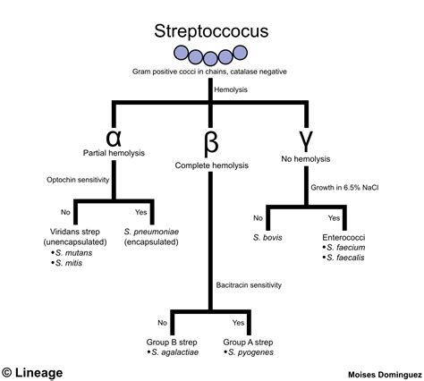 Streptococcus Identification Flowchart Flowchart In Word | Porn Sex Picture