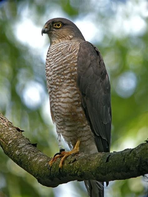 Eurasian sparrowhawk - Alchetron, The Free Social Encyclopedia