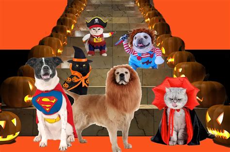 Best pet Halloween costumes 2023: 24 cute ideas for dogs and cats ...