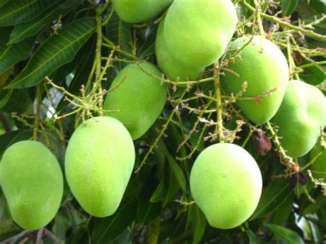 Berkebun Mangga Udang