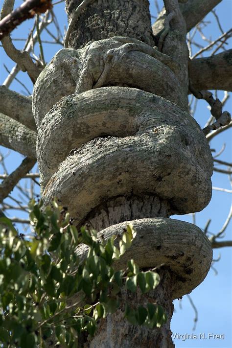 "Strangler Fig Tree Natural Art" by Virginia N. Fred | Redbubble