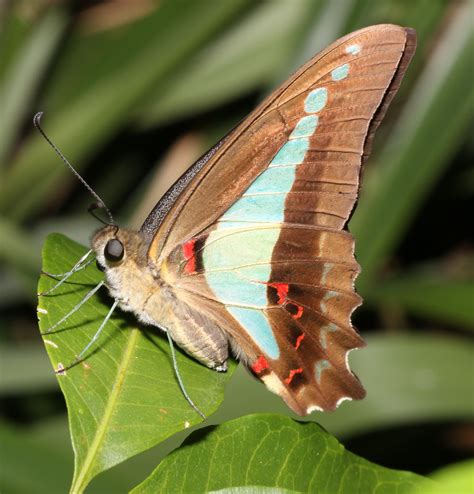 Blue Triangle butterfly - Graphium sarpedon | This Blue Tria… | Flickr