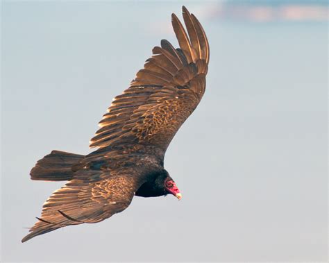 Birds in Flight | Photography