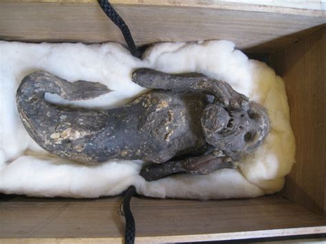 Origin of 300-year-old mummified mermaid that has mystified scientists ...