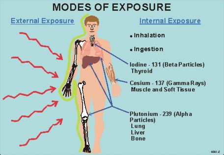 Radiation and Cancer