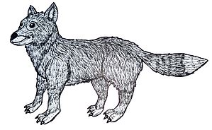 FALKLAND ISLANDS WOLF | Extinction Cometh