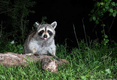 8 Sounds and Noises That’ll Scare Raccoons - Pest Pointers