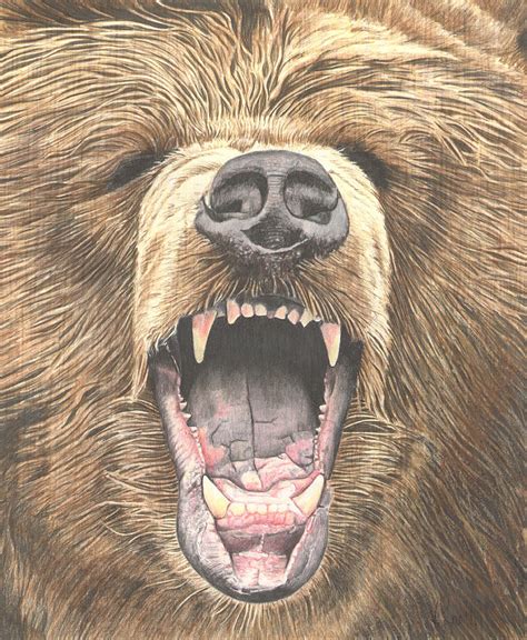 Grizzly Bear Drawing - Grizzly Bear Fine Art Print