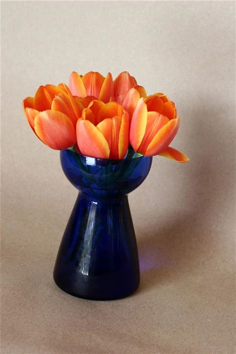 A 5-Step Guide on How to Grow Tulip Bulbs in Water