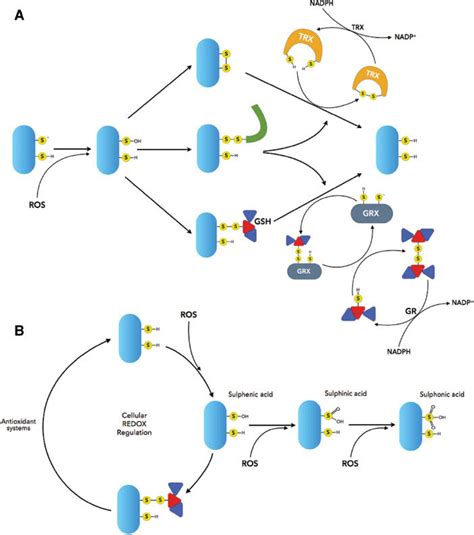 Redox regulation of thiol oxidation. (A) (i) Oxidation of a thiolate ...