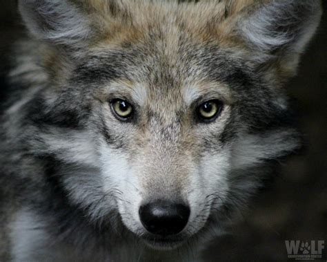 Wolf Conservation Center on Twitter | Wolf conservation center, Mexican gray wolf, Beautiful wolves