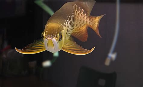 Pet Arowana – Interesting… diary of a pilgrim