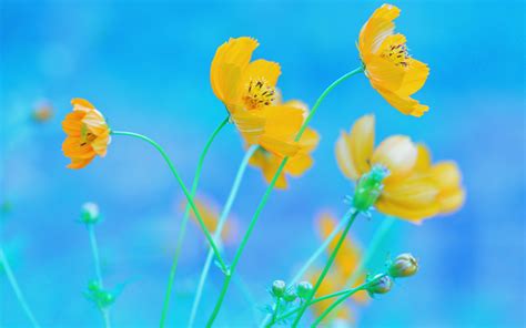 🔥 [113+] Yellow and Blue Wallpapers | WallpaperSafari