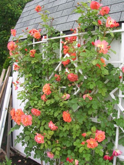 What was your favorite climbing rose bush in 2009? | Climbing roses trellis, Knockout roses ...