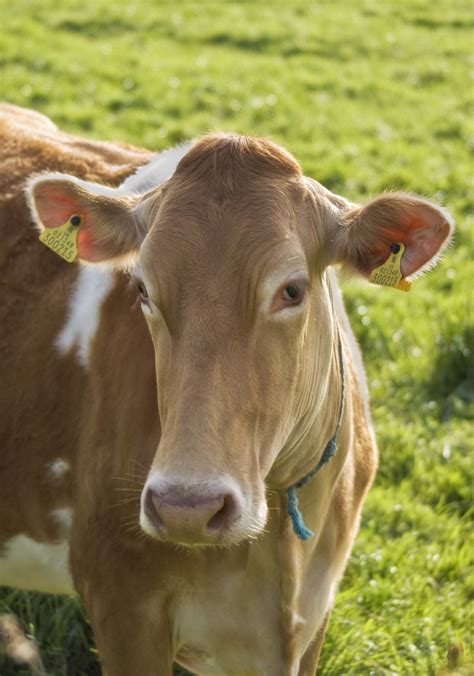 File:Guernsey cow.jpg - Wikipedia