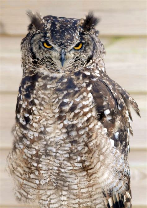 African Spotted Eagle Owl - Screech Owl Wildlife Park