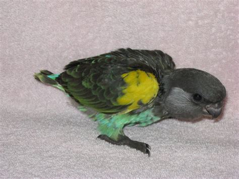 Meyer's Parrot Facts, Pet Care, Personality, Feeding, Pictures ...