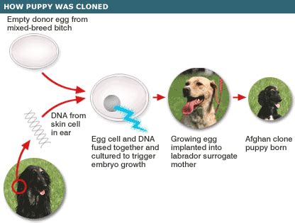 BBC NEWS | Science/Nature | S Korea unveils first dog clone