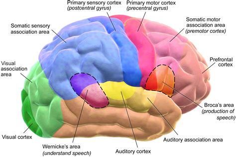 Frontal Lobe: Causes, Picture, Symptoms And Treatment