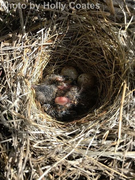 Green-tailed Towhee - East Cascades Audubon Society