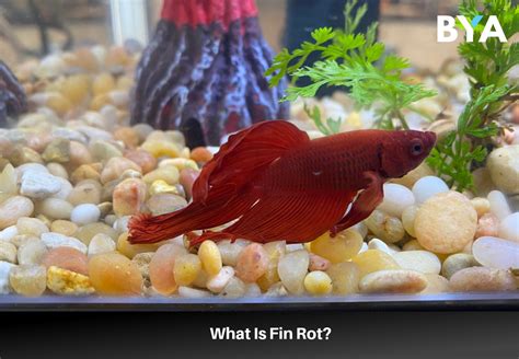 How To Treat Fin Rot In Betta Fish - Build Your Aquarium